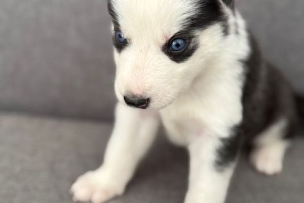 Siberian Husky cuccioli senza pedigree siberianhuskycucciolisenzapedi12.jpeg