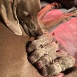 Weimaraner cuccioli / puppies Weimaranercucciolipuppies-6158de21cbfc8.jpg