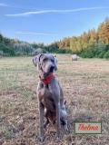 Weimaraner cuccioli / puppies Weimaranercucciolipuppies-6158f1be07d47.jpg