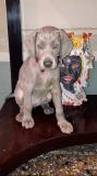 Weimaraner cuccioli / puppies Weimaranercucciolipuppies-6158f5deeaaa5.jpg