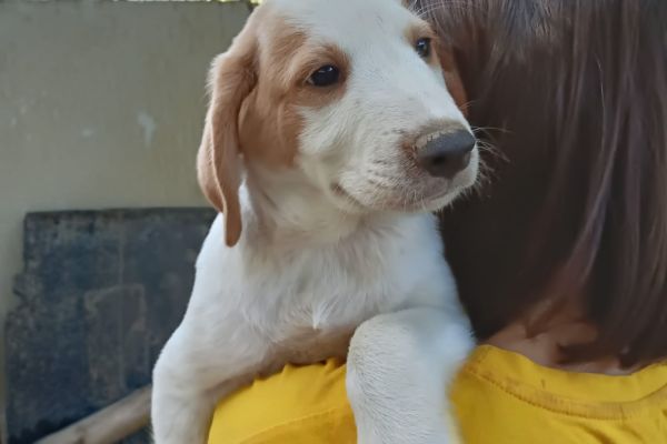Cuccioli maschi e femmine in adozione cucciolimaschiefemmineinadozio.jpg