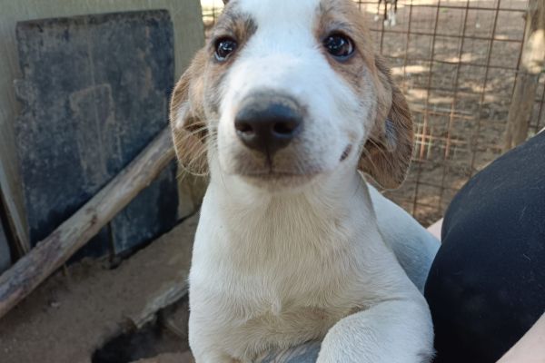 Cuccioli maschi e femmine in adozione cucciolimaschiefemmineinadozio123.jpg