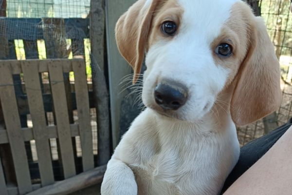 Cuccioli maschi e femmine in adozione cucciolimaschiefemmineinadozio1234.jpg