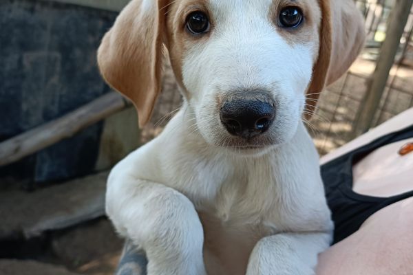 Cuccioli maschi e femmine in adozione cucciolimaschiefemmineinadozio12345.jpg