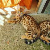 bengal cuccioli bengalcuccioli.jpg