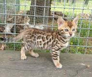 bengal cuccioli bengalcuccioli1.jpg