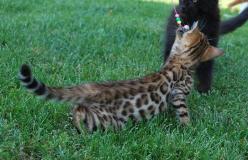 bengal cuccioli bengalcuccioli123.jpg