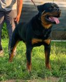 Disponibile rottweiler per accoppiamento Disponibilerottweilerperaccoppiamento.jpg