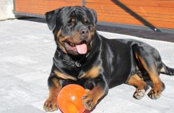 Disponibile rottweiler per accoppiamento Disponibilerottweilerperaccoppiamento12.jpg