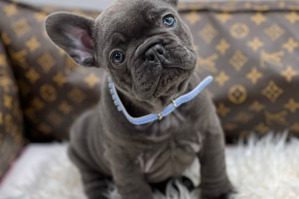 Lélite del bulldog francese Blue llitedelbulldogfranceseblue1.jpeg
