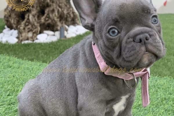Lélite del bulldog francese Blue llitedelbulldogfranceseblue12.jpeg