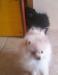 cuccioli di spitz nano 452286b.jpg