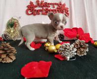 Chihuahua femmina blue fawn occhi chiari toy Chihuahuafemminabluefawnocchichiaritoy1.jpg