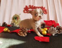 Chihuahua femmina blue fawn occhi chiari toy Chihuahuafemminabluefawnocchichiaritoy12.jpg