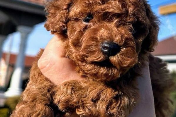 Barboncini Mini Toy barbonciniminitoy1.jpeg