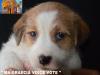 Cuccioli Jack Russell Terrier-Figli Diretti di Campioni d 388261d.jpg