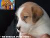 Cuccioli Jack Russell Terrier-Figli Diretti di Campioni d 388261e.jpg
