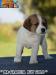 Cuccioli Jack Russell Terrier-Figli Diretti di Campioni d 388261i.jpg