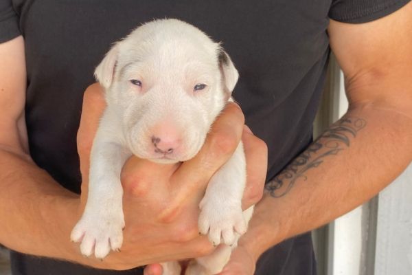 Bull terrier standard cuccioli bullterrierstandardcuccioli.jpg