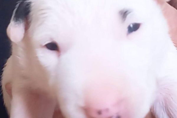 Bull terrier standard cuccioli bullterrierstandardcuccioli12.jpg