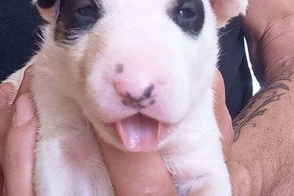Bull terrier standard cuccioli bullterrierstandardcuccioli123.jpg
