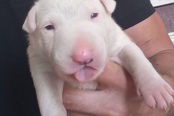 Bull terrier standard cuccioli bullterrierstandardcuccioli12345.jpg