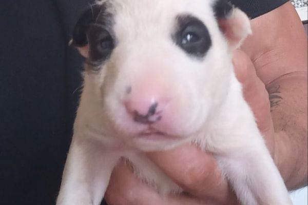Bull terrier standard cuccioli bullterrierstandardcuccioli123456.jpg