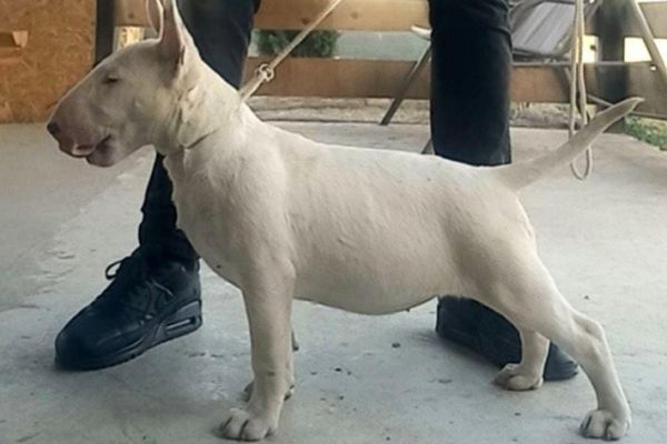 Bull terrier standard cuccioli bullterrierstandardcuccioli1234567.jpg
