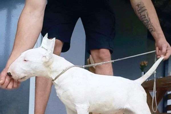 Bull terrier standard cuccioli bullterrierstandardcuccioli12345678.jpg