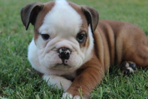 Cuccioli di BULLDOG INGLESE. cucciolidibulldoginglese12.jpg