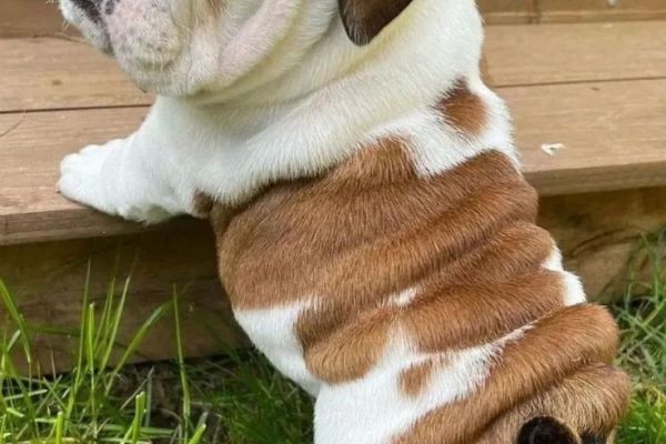Cuccioli di BULLDOG INGLESE. cucciolidibulldoginglese123.jpg