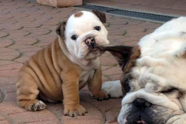 Cuccioli di BULLDOG INGLESE. cucciolidibulldoginglese1234.jpg