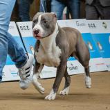 Monte di accoppiamento Pitbull blue nose MontediaccoppiamentoPitBullbluenose-5d74d9fe5735c.jpg