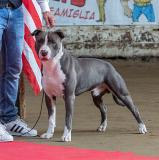 Monte di accoppiamento Pitbull blue nose MontediaccoppiamentoPitBullbluenose-5dc0110110461.jpg