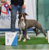 Monte di accoppiamento Pitbull blue nose MontediaccoppiamentoPitBullbluenose.jpg