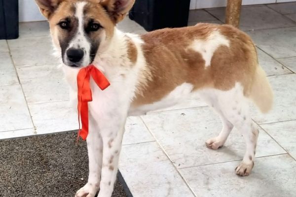 Yuma: giovane femmina taglia media yumagiovanefemminatagliamedia.jpg