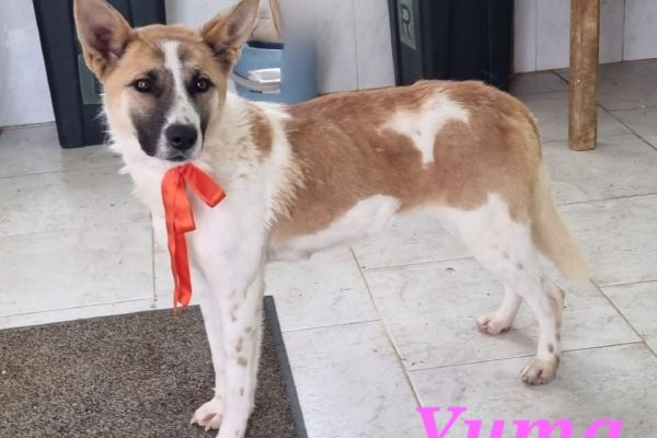 Yuma: giovane femmina taglia media yumagiovanefemminatagliamedia1.jpg