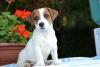 Cuccioli jack russell terrier 402234a.jpg