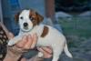 Cuccioli jack russell terrier 402234b.jpg