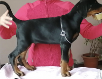 Cucciolo di Dobermann di 2 mesi con alta genealogia CucciolodiDobermanndi2mesiconaltagenealogia-5e5ca1e6a44d9.png