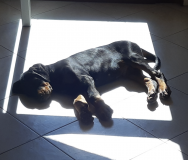 Cucciolo di Dobermann di 2 mesi con alta genealogia CucciolodiDobermanndi2mesiconaltagenealogia-5e5ca1f33edeb.png