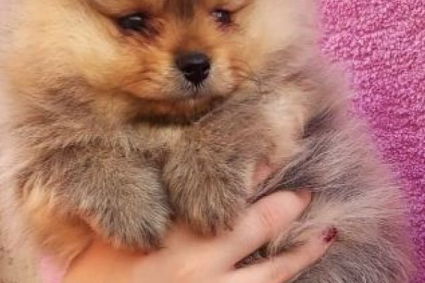 Spitz di Pomerania cuccioli spitzdipomeraniacuccioli1.jpg