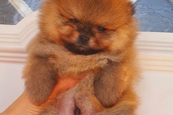 Spitz di Pomerania cuccioli spitzdipomeraniacuccioli123.jpg