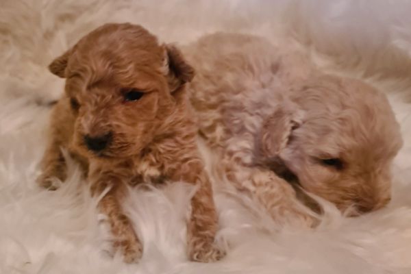 Maltipoo cuccioli maltipoocuccioli.jpg