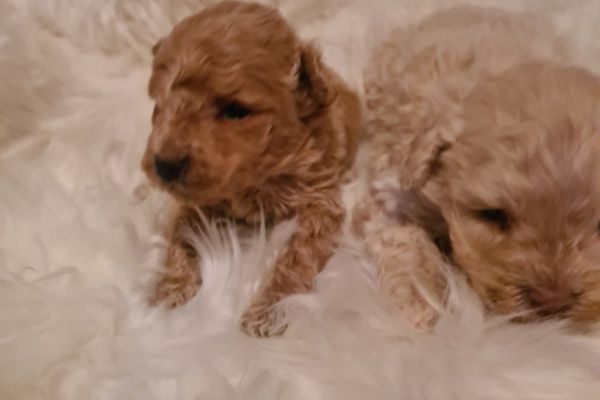 Maltipoo cuccioli maltipoocuccioli12.jpg