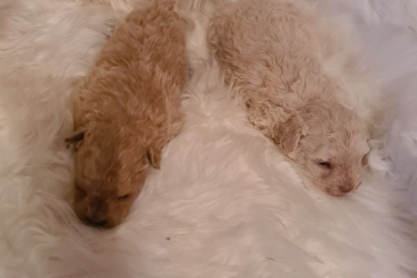 Maltipoo cuccioli maltipoocuccioli123.jpg