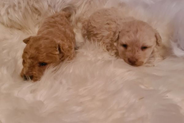 Maltipoo cuccioli maltipoocuccioli1234.jpg