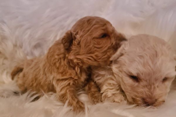 Maltipoo cuccioli maltipoocuccioli12345.jpg