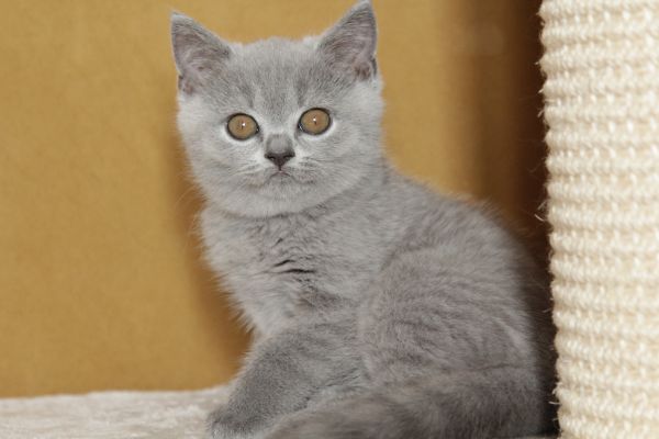 Cuccioli british Shorthair cucciolibritishshorthair-64b04302b470b.jpeg