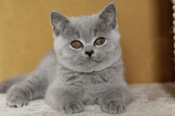 Cuccioli british Shorthair cucciolibritishshorthair-64b04304c678f.jpeg